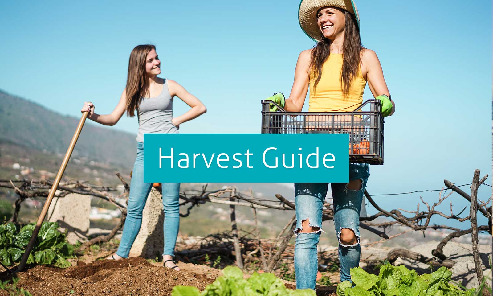Harvest Guide